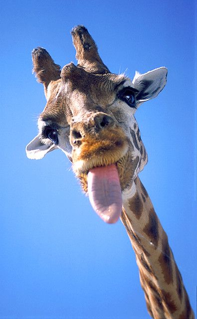 Funny Animal Faces, Giraffe Pictures, Regnul Animal, Giraffe Art, Safari Park, A Giraffe, Cute Giraffe, Cute Animals Images, Mixed Feelings