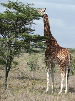 Discover and download free images - Pixabay Giraffe Facts, Animal Facts For Kids, Elephant Species, Zoo Giraffe, African Forest Elephant, Giraffe Figurine, Elephant Artwork, Elephant Wallpaper, Elephant Ride