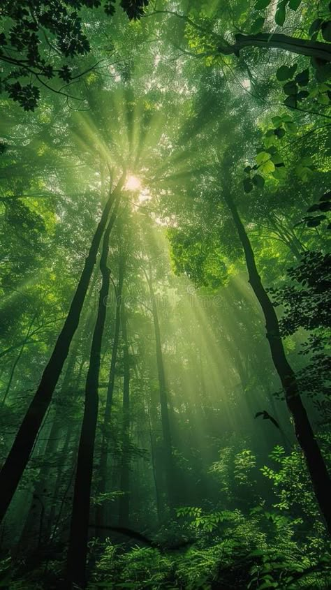 Sunbeams pierce through dense foliage in a lush green forest stock images Green Aesthetic Light, Forest Energy, Willow Forest, Evergreen Background, Shiva Trilogy, Forest Green Aesthetic, Tree Energy, Background Images Green, Bright Forest