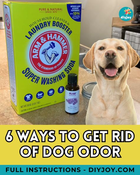 Does your house smell like a dog? Keep your home fresh, clean, and free from dog odor with these clever tips! How To Keep Dog Smell Out Of House, Removing Pet Odor From Home, Removing Dog Smell From House, Dog Odor In House How To Remove, How To Remove Pet Odor From Home, Get Rid Of Pet Smell In House, How To Keep Your House Clean With Dogs, How To Get Dog Smell Out Of House, How To Remove Dog Smell From House