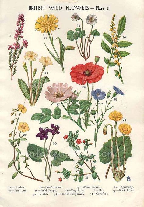 tattoo | TanTanBam BLOG British Wild Flowers, Antique Botanical Print, Illustration Botanique, Vintage Drawing, Vintage Botanical Prints, Scientific Illustration, Botanical Drawings, Art Collage Wall, Watercolor Flower