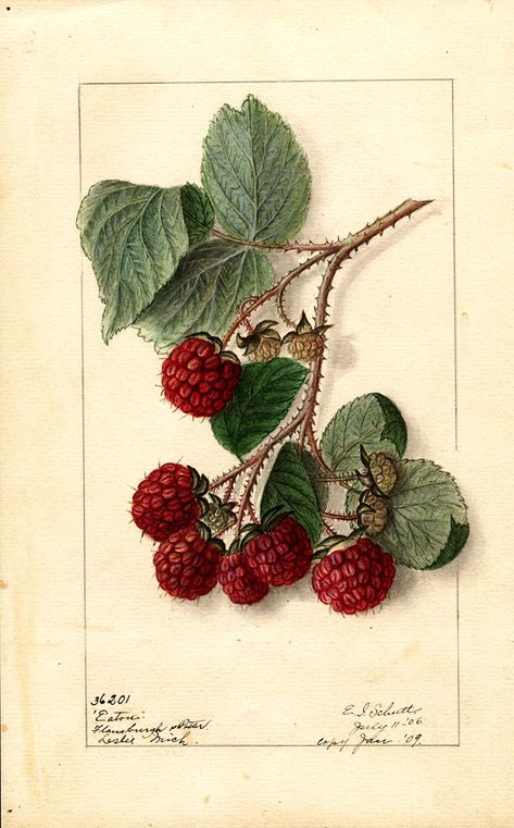 Eaton Red Raspberry watercolor painting free to download along with many other vintage fruit botanicals. Fruit Images, Fruits Images, Watercolor Fruit, Botanical Illustration Vintage, Red Raspberry, Vintage Fruit, Beautiful Collage, Fruit Illustration, Vintage Botanical Prints