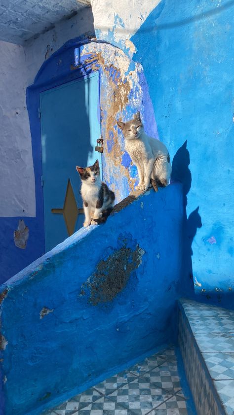 #blue #chefchaouen #cat #morocco Chefchaouen Morocco Aesthetic, Chefchouan Morocco, Morroco Aesthetic, Morocco Chefchaouen, Morocco Aesthetic, Chefchaouen Morocco, Moroccan Aesthetic, Marrakech Travel, Moroccan Culture