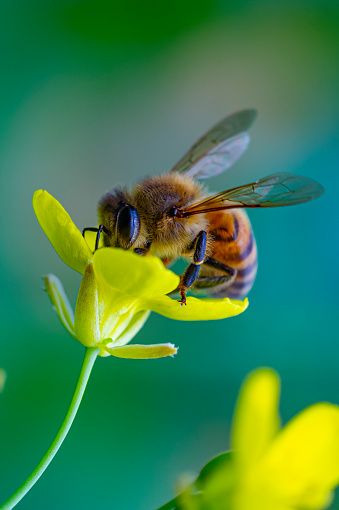 Flowers Bee Blossom - Free photo on Pixabay Honey Bee Images, Honey Bee Facts, Pictures Of Insects, Bee Images, Bee Pictures, Bee Photo, Bees And Wasps, Bee Garden, Bee On Flower