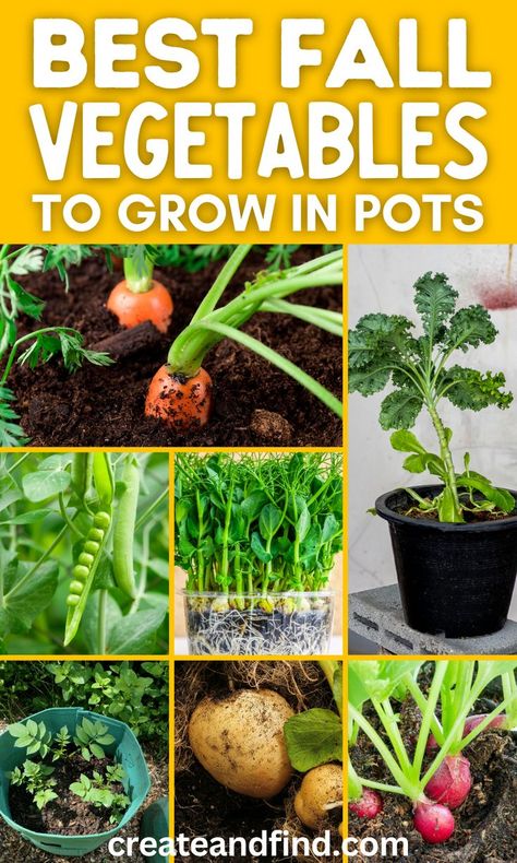 Collage of fall garden vegetables to grow in pots. Vegetable Gardening For Beginners, Garden Vegetables To Grow, Vegetables To Grow In Pots, Plants For Fall, Carrots Green Beans, Fall Pots, Winter Container Gardening, Pot Gardening, Growing Vegetables In Pots