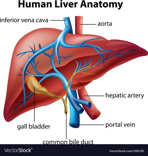 Human Liver Anatomy, Liver Anatomy, Gallbladder Surgery, Human Digestive System, Anatomy Poster, Vein Thrombosis, Human Liver, Bile Duct, Human Body Anatomy