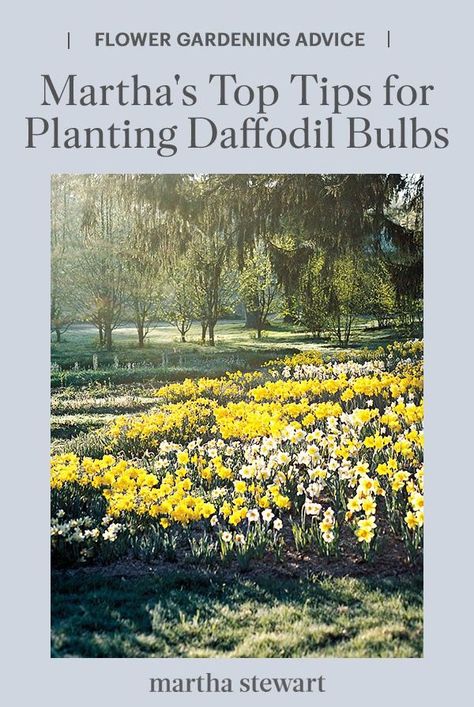 Martha shares her top tips for planting daffodil bulbs. Learn how to map out where to place them, to the most efficient way to plant the bulbs. #gardening#gardenideas#garden#flowergarden#summerflowers#marthastewart#annuals Planting Daffodil Bulbs, Bulbs Garden Design, Planting Layout, Spring Bulbs Garden, Daffodils Planting, Hampton Garden, Summer Bulbs, Planting Tulips, Best Perennials