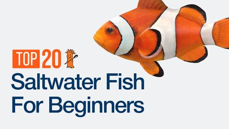 Saltwater Tank Setup, Fish For Beginners, Salt Water Tank, Sps Coral, Saltwater Aquarium Fish, Saltwater Fish Tanks, Fish Ideas, Different Fish, Fishing For Beginners