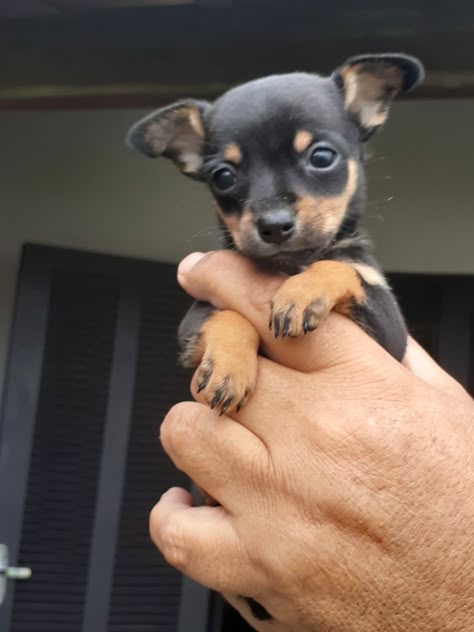 Pinscher 0, Mini Pincher, Pincher Dog, Miniature Pinscher Puppy, Dog Fever, Miniature Pinscher Mix, Mini Pinscher, Cute Small Dogs, Dog Breeds List