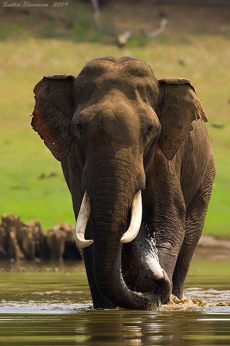 Asian Elephant (all elephants are endangered) African Forest Elephant, African Bush Elephant, Elephant Photography, Elephant Rock, Animals Tattoo, Tattoo Nature, Elephants Photos, Elephant Pictures, Elephant Sanctuary