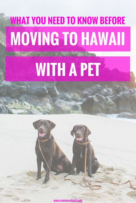 Hawaii Tips, Pcs Move, Hawaii Living, Maui Wowie, Hawaii House, Moving To Hawaii, Cutest Dogs, Hawaii Homes, Animal Education