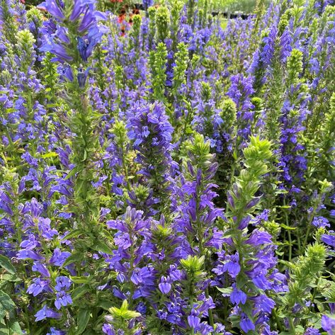 Lobelia Flowers, Driveway Border, Blue Lobelia, Maine Garden, Plant Parenting, Native Plant Gardening, Attracting Bees, Flower Spike, Rain Garden