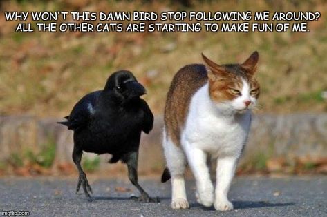 raven following cat Natural Cat, Funny Cat Memes, Funny Animal Memes, Funny Animal Pictures, Crows, Cats Dogs, Animal Memes, 귀여운 동물, Black Bird