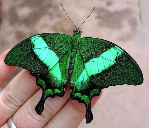 Emerald Swallowtail Butterfly also called Emerald Peacock Butterfly Emerald Moth, Photo Papillon, Papillon Butterfly, Peacock Butterfly, Moth Caterpillar, Swallowtail Butterfly, Beautiful Bugs, Butterfly Kisses, Green Butterfly