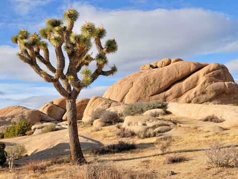 Desert Inspo, Mojave California, Crimson Skies, Desert Biome, Joshua Trees, Fabulous Killjoys, Scenery Ideas, Desert Trees, Outside Fall Decor