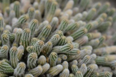 The peanut cactus (Echinopsis chamaecereus) is a branched cactus with finger-shaped stems that have growth habits clustered to the right. This growing habit makes it a great option for hanging baskets and planters. Each ribbed stem can grow up to 6 inches long and 0.5 inches in diameter and is covered with small white bristles. Although this cactus may appear prickly, the bristles of the peanut cactus are actually relatively soft, although touching them is not yet recommended, as these... Peanut Cactus, Propagating Cactus, Growing Peanuts, Cactus Care, Cactus Planter, Succulent Soil, Replant, Gardening Gloves, Growing Indoors