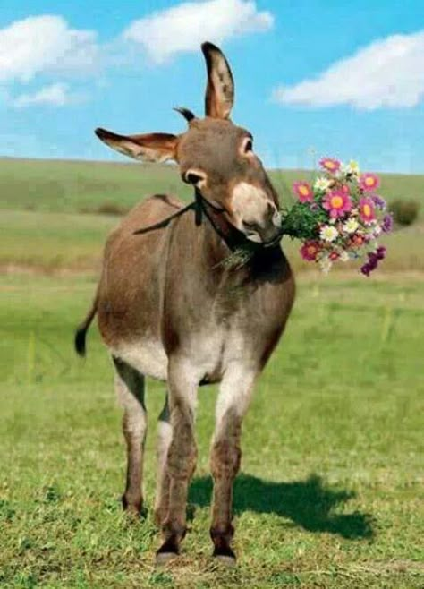 just for you! A Donkey, Animal Pics, Donkeys, Animal Love, On The Farm, Zebras, Beautiful Animals, Love Animals, Farm Life