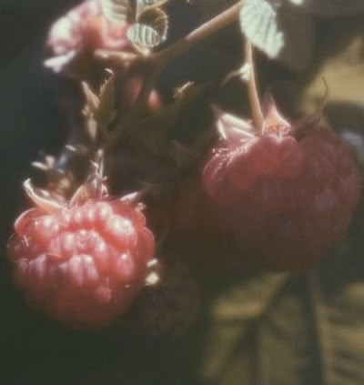 Through The Looking Glass, Film Aesthetic, Pretty Pictures, The Well, Aesthetic Pictures, Mood Board, Berry, Angeles, Fruit