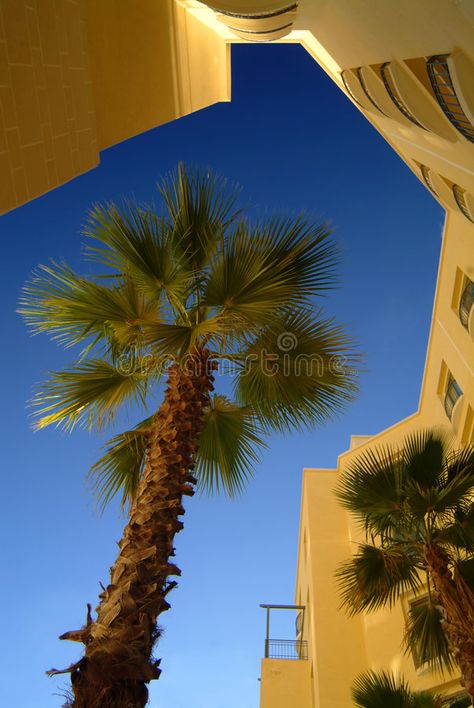 Palm tree. Outside Portomaso building, Portomaso, Malta, Europe , #Sponsored, #Portomaso, #tree, #Palm, #Europe, #Malta #ad Digital Design Trends, Bare Tree, Vector Pattern, Malta, Palm Trees, Pattern Art, Digital Design, The Outsiders, Stock Images