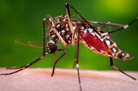 #Zika #infections jump in #CA... Cockroach Control, West Nile Virus, Ant Control, Zika Virus, Best Pest Control, Mosquito Control, Termite Control, Insect Pest, Yellow Fever