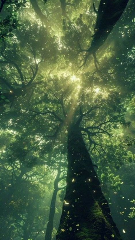 Nature Film, Mystical Forest, Fantasy Forest, Forest Wallpaper, Fantasy Aesthetic, Wallpapers Backgrounds, Magical Forest, Pretty Wallpapers Backgrounds, Dreamy Art