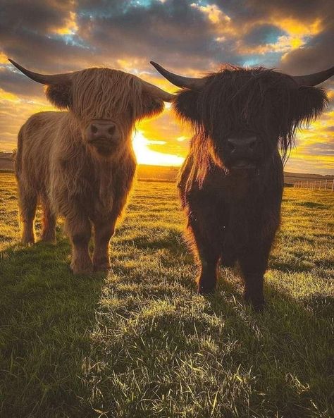 Highlander Cow Wallpaper, Scottish Highland Cow Wallpaper, Highland Cows Wallpaper, Hiland Cow, Highland Cow Aesthetic, Hyland Cows, Highland Cow Picture, Fuzzy Cows, Hyland Cow