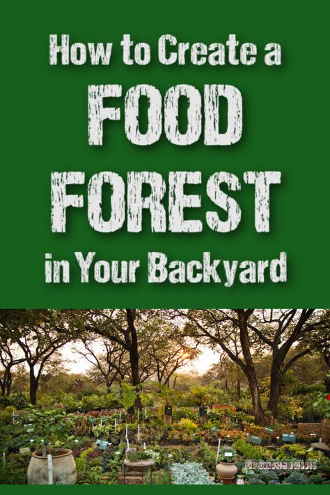 A food forest is a low-maintenance, sustainable system that mimics a natural forest ecosystem, with layers of plants that work together. Here's how to create one. | The Organic Prepper via @theorganicprepper Food Forest Design, Food Vision Board, Rural Garden, Homestead Food, Garden Farming, Forest Living, Backyard Food, Farm Dream, Food Forest Garden