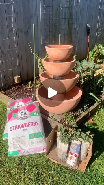 Emma Kerr on Instagram: "It’s time to get your strawberries in the ground. 

I’m always trying to think of new ways to grow more food in less space, so check out my new strawberry planter. Bring on those summer berries, I know my kids are going to love this.

I sourced the pots from @mitre10nz, potting mix is the @tuigardenandhome strawberry blend and my strawberry plants are from @awapuni as they have great deals on bulk plants." Strawberry In Pots, Hanging Strawberry Planter Ideas, Strawberry Planter Ideas, Stacked Pots, Strawberry Planter, Strawberry Pots, Strawberry Planters, Berry Plants, Strawberry Garden