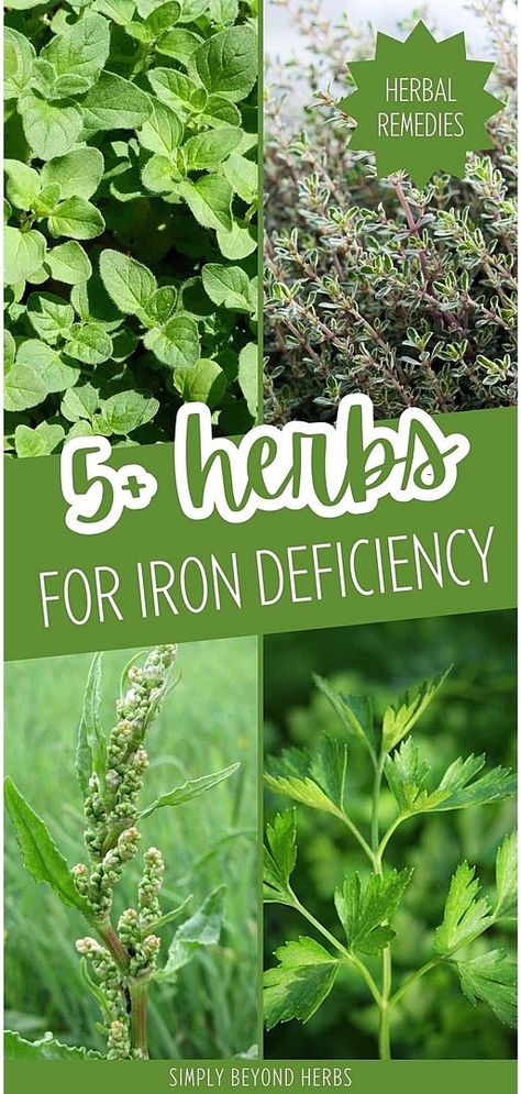 Herbs High In Iron, Medicinal Herbs Remedies, Herbs Medicine, Dandelion Greens, Medicinal Herbs Garden, Herbal Salves, Herbal Plants, Iron Deficiency, Healthy Herbs