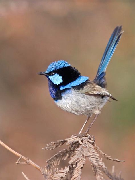 Fairy Wrens, Blue Wren, Tropic Of Capricorn, Fairy Wren, Spa Rooms, Painting Birds, Bird Flying, Sculpture Inspiration, Birds Art