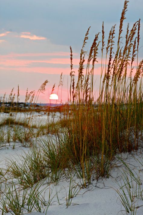 Sea Grass Painting, Summer Vibes Collage, Beach Plants, To Do At The Beach, Chasing Shadows, Gulf Coast Beaches, Sea Oats, Ocean Tattoo, Cape Cod Summer