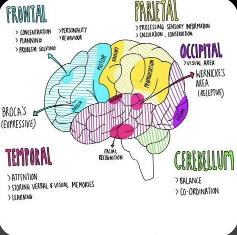 Sistem Saraf, Medicine Notes, Nurse Study Notes, Medical Student Study, Brain Anatomy, Nursing School Survival, Nursing School Studying, Medicine Student, Nursing School Tips