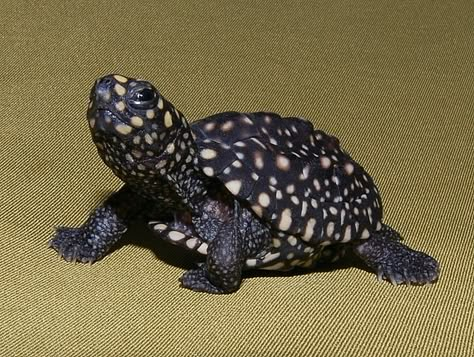 Black Spotted Pond Turtle hatchling. They are beautiful and I'd love one but I'd have to move to Florida. Pond Turtle, Spotted Turtle, Land Turtles, I Like Turtles, Ganges River, Russian Tortoise, Turtle Time, Turtle Pond, Pet Turtle