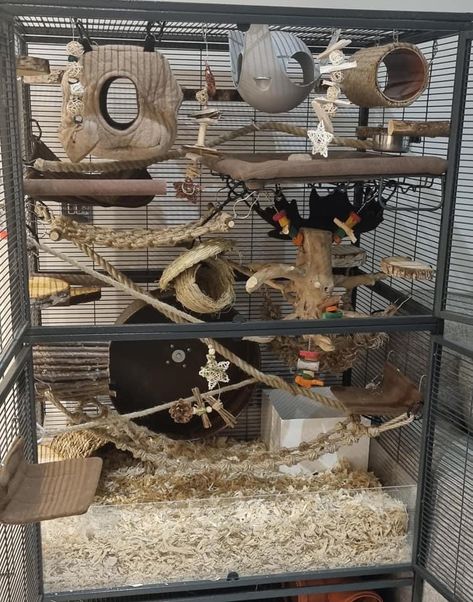 Rat Cage Setup, Rat Enrichment, Rat Cage Ideas, Rat Cage Diy, Cosy Beds, Degu Cage, Pet Rat Cages, Rattus Rattus, Rat Care