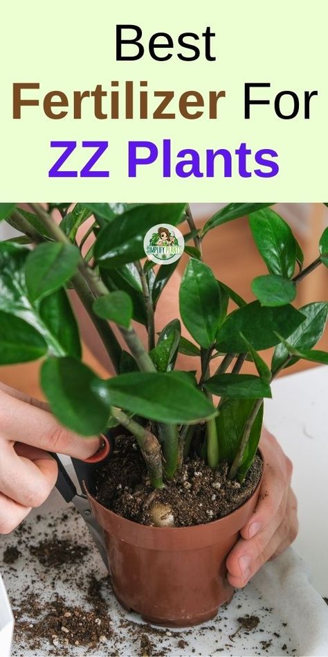 ZZ Plant Care | House Plants Indoor -Fertilizing ZZ plants, ZZ plant fertilizer, best fertilizer for ZZ plant, 
fertilizing ZZ plant how often, ZZ plant care tips, ZZ plant nutrition, ZZ 
plant feeding schedule, organic fertilizer for ZZ plant, liquid fertilizer 
for ZZ plant, slow-release fertilizer for ZZ plant,   ZZ plant 
nutrients, ZZ plant soil enrichment, ZZ plant growth supplements, ZZ plant 
feeding frequency House Plant Tips, Croton Plant Care, Inside House Plants, Zz Plant Care, Indoor Cactus Plants, Croton Plant, Zz Plants, Greenery Garden, Water Ideas