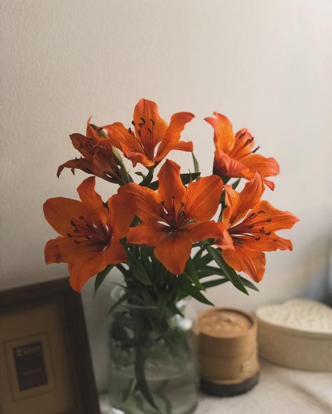 🧡 . . . #orange #orangelilies #orangeflowers #flowerphotography Orange Plants, Orange Orchid, Orange Plant, Fleur Orange, House Aesthetic, Future Room, Orange Aesthetic, Orchid Flower, Flower Show