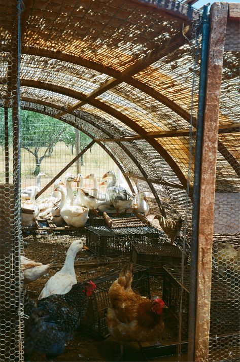 Chicken Coupe, Farm Experience, Farm Tourism, Farm Estate, Produce Stand, Dream Farm, Camping Resort, Ancient Tree, Farm Stay