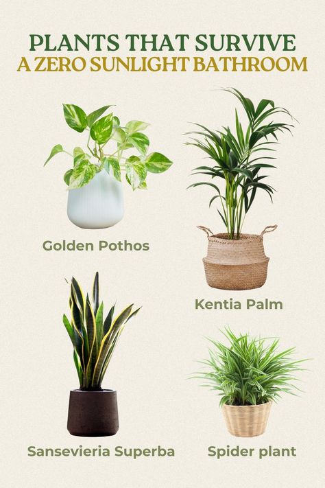 Bathroom Plants No Sunlight, Indoor Plants Bathroom, Indoor Tree Plants, Home With Nature, Green Community, Easy House Plants, Indoor Tree, Household Plants, Plant Care Houseplant