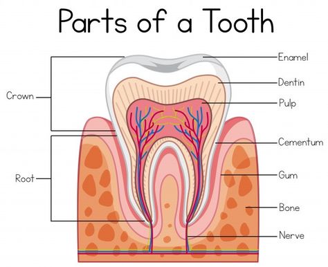 Teeth tooth anatomy Vectors, Photos and PSD files | Free Download Anatomy Of Tooth, Teeth Diagram Anatomy, Anatomy Of Teeth, Dental Anatomy Notes, Teeth Biology, Teeth Anatomy Drawing, Dental Anatomy Drawing, Dentist Anatomy, Human Teeth Anatomy