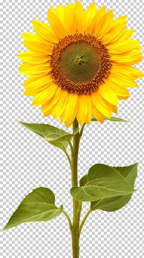 Sunflower Png Free, Common Sunflower, Yellow Flowers Bouquet, Sunflower Leaf, Sunflower Watercolor Painting, Sunflower Leaves, Sunflower Illustration, Sunflower Images, Computer Icons