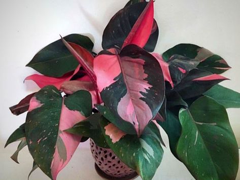 Big Potted Plants, Philodendron Erubescens, Plant Goals, Bonsai Seeds, Philodendron Plant, Pink Plant, Variegated Plants, Cactus Y Suculentas, House Plants Indoor