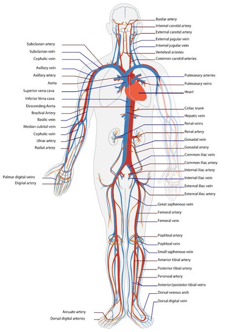 Human Circulatory System, Human Body Activities, Nursing School Essential, Nursing School Motivation, Medical School Life, Basic Anatomy And Physiology, Nurse Study Notes, Arteries And Veins, Nursing Student Tips