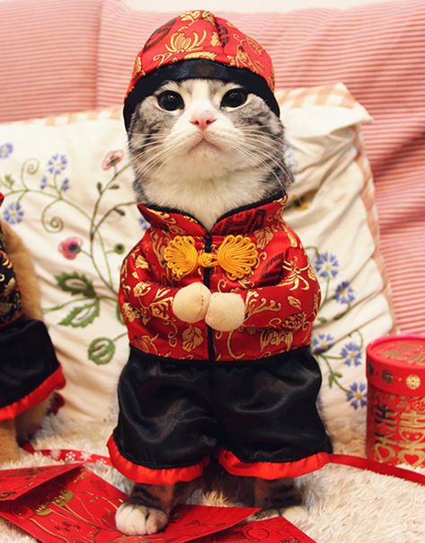 Turn your cat into a powerhouse red packet collector with this irresistibly cute Chinese New Year Cat Costume. New Year Cat, Ang Pow, Cat Outfit, New Years Hat, Pirate Cat, Cat Products, Cat Costume, Red Packet, Cat Holidays