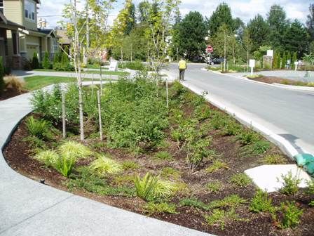 Rain Garden Design, Sponge City, Landscape Drainage, Water From Air, Green Infrastructure, Storm Water, Rain Gardens, Stormwater Management, Street Trees