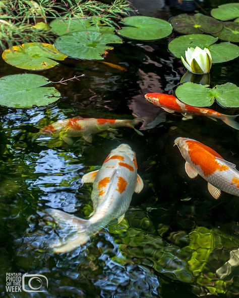 Water Lily Koi Pond, Pond Koi Fish, Koi Fish Jumping Out Of Water, Koi Fish In Pond Painting, Koi Fish Images, Coy Pond Painting, Koi Carp Pond, Koi Fish Drawing Reference, Koi Fish Photos