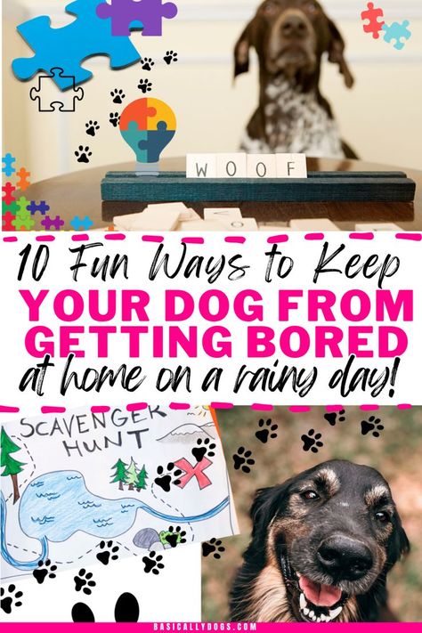 Discover 10 best things to do at home with your dog that will keep them entertained! From DIY boredom busters for dogs to puppy games that provide mental stimulation, fun activities are perfect for training your dog. Get essential dog care tips, and obedience training, and boost your dog brain with simple exercises. Ideal for pet care routines and building a stronger bond, these ideas will help you provide mental stimulation for your dog while keeping them entertained, and have a great time. At Home Enrichment For Dogs, Ways To Entertain Your Dog, Mentally Stimulating Games For Dogs, Boredom Busters For Dogs, Dog Mind Stimulation Diy, Dog Stimulation Ideas, Diy Dog Puzzles Enrichment Activities, Dog Stimulation Diy Ideas, Things To Do With Your Dog