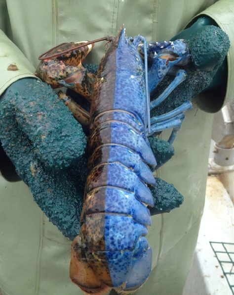 This split-colored lobster displays a condition known as gynandromorphy, meaning it is half male, half female. Blue Lobster, Water Creatures, Genetic Mutation, Rare Animals, Crustaceans, Amazing Animals, Ocean Life, Newfoundland, Genetic