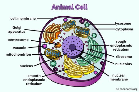 Animal Cell - Diagram, Organelles, and Characteristics Animal Cell Diagram, Animal Cell Parts, Animal Cell Drawing, Animal Cell Structure, Animal Cell Organelles, Plant Cell Diagram, Nuclear Membrane, Cell Diagram, Cell Parts