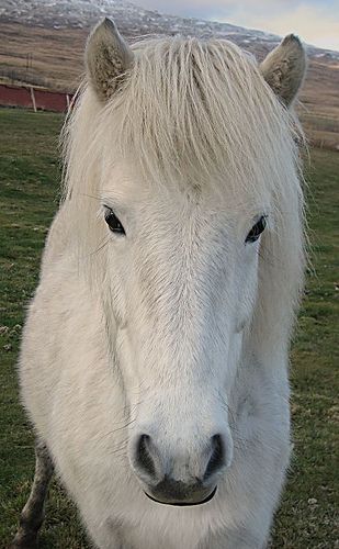 Freyja | Friðgeir Guðmundsson | Flickr White Shetland Pony, Horse Games, Spiritual Animal, Pony Breeds, Baby Farm Animals, Shetland Pony, Pony Club, Icelandic Horse, Watercolor Horse