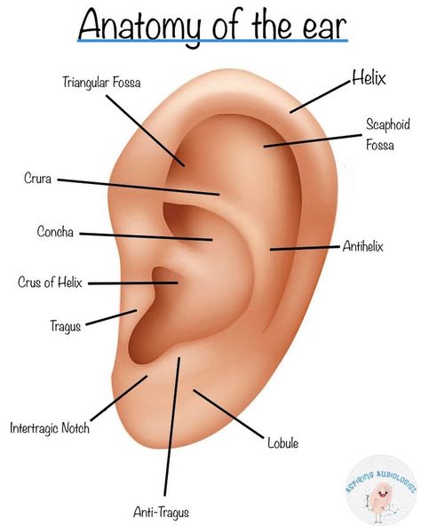 Ear Piercing Anatomy, The Ear Anatomy, Ear Model Anatomy, Ear Anatomy And Function, Ear Anatomy Drawing Medical, Outer Ear Anatomy, External Ear Anatomy, Logistics Design, Ear Anatomy